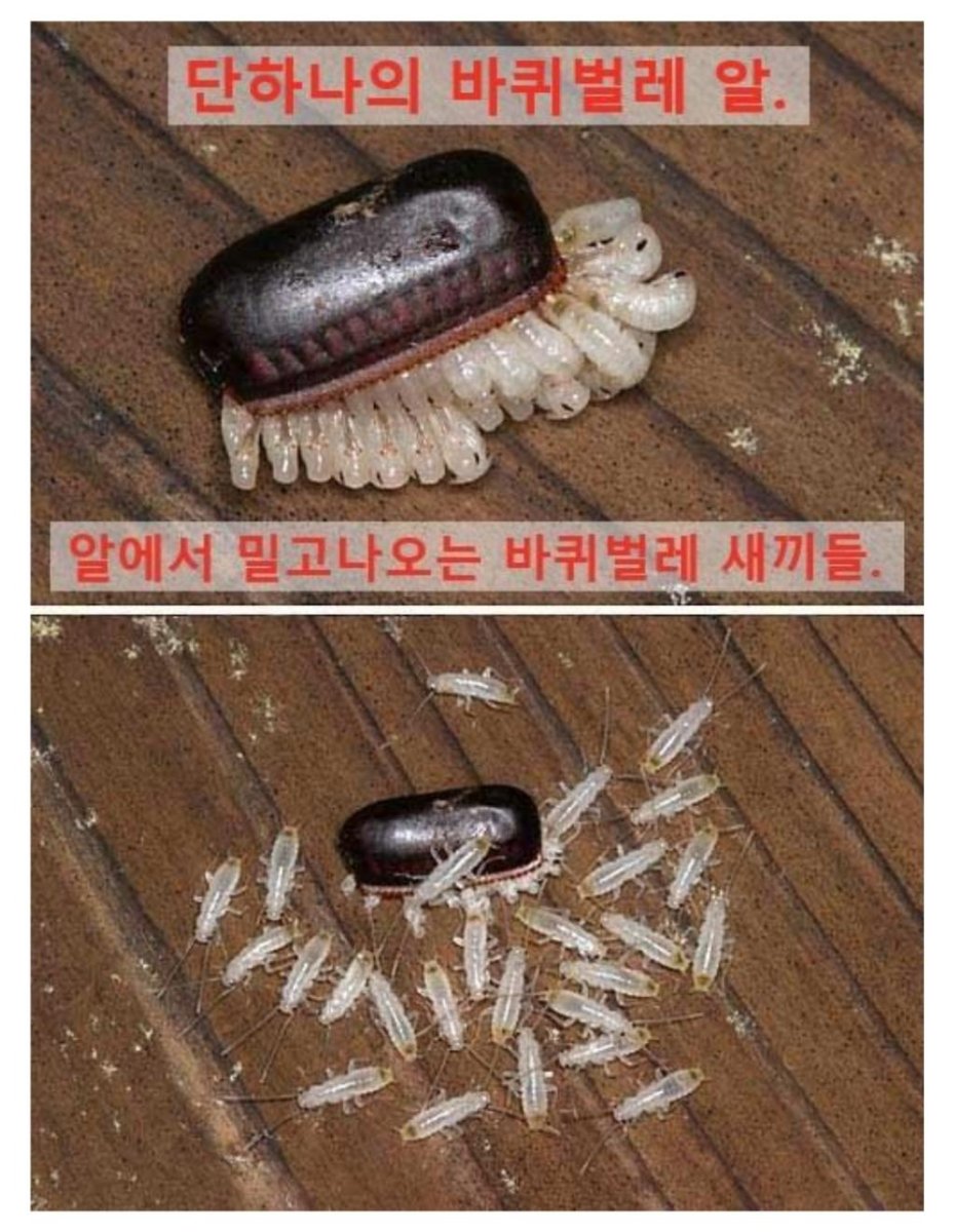 Цифры из фундука