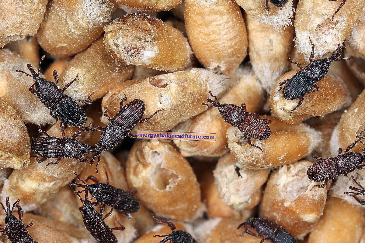 Суринамский мукоед личинка