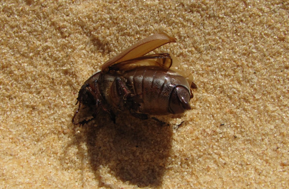 Личинки моли в грецких орехах