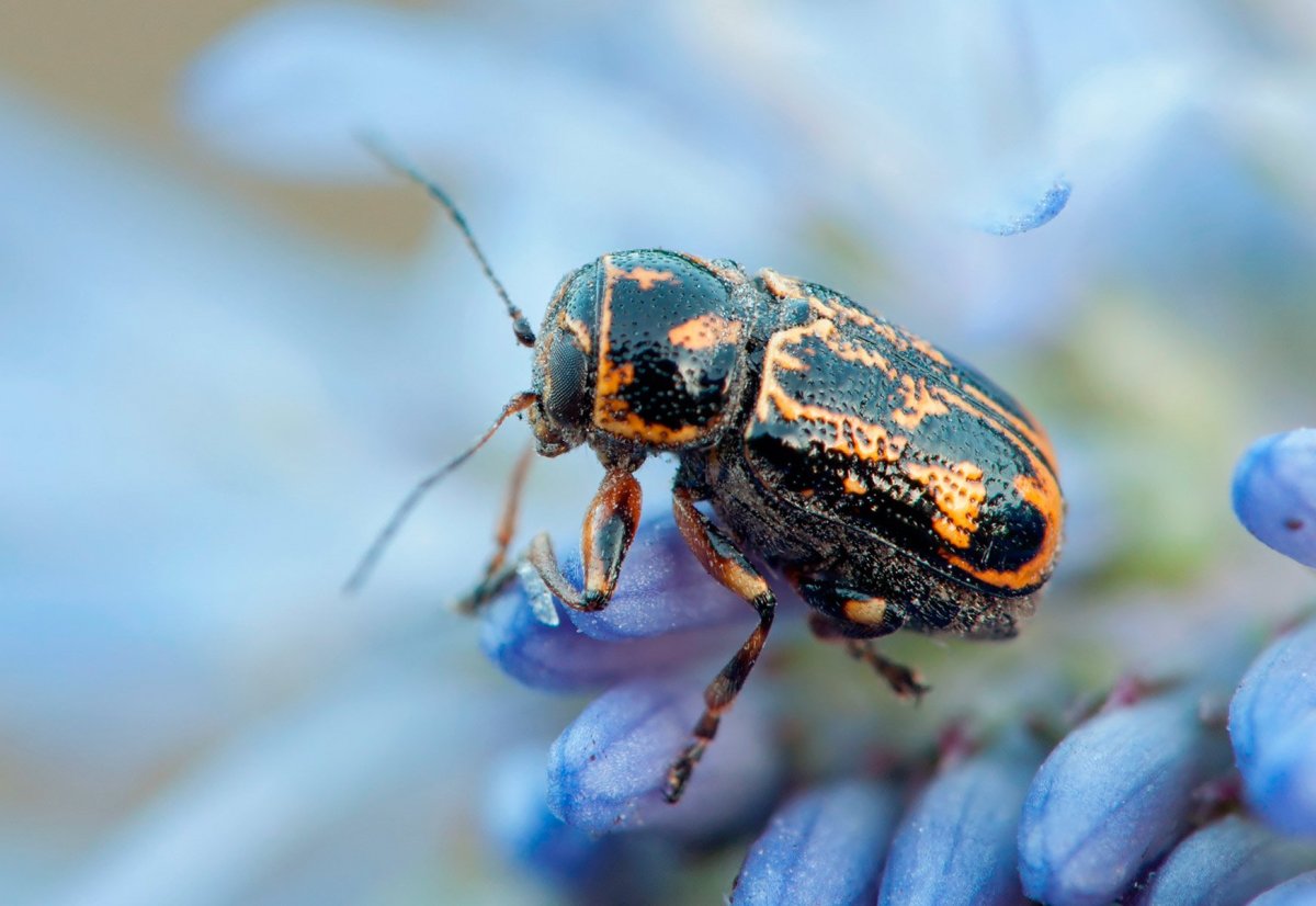 Хрущак Жук в зерне