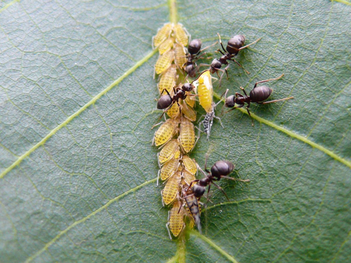 Жуки в грецких орехах