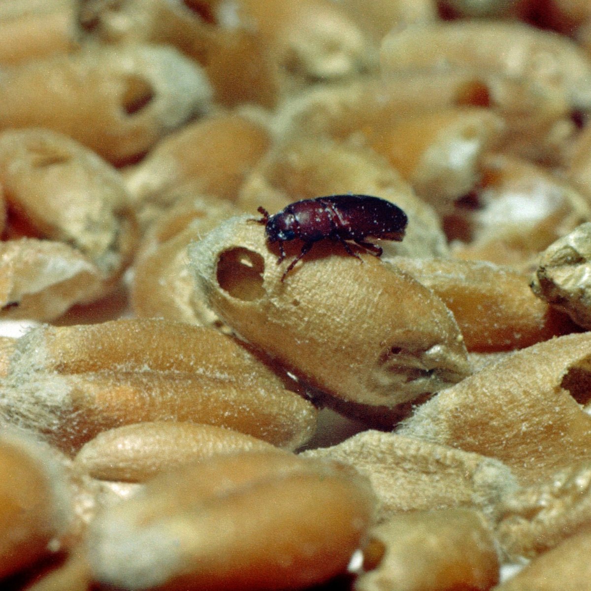 Плесень на грецких орехах