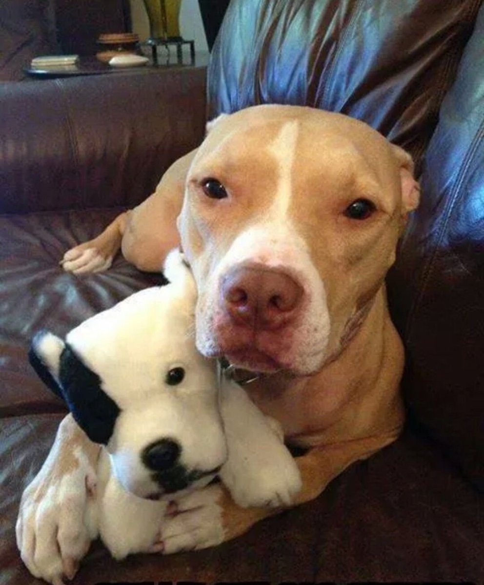 Американский стаффордширский терьер улыбака