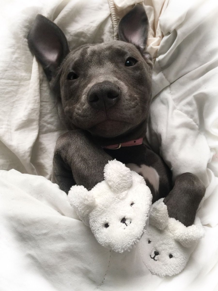 Питбуль тумблер