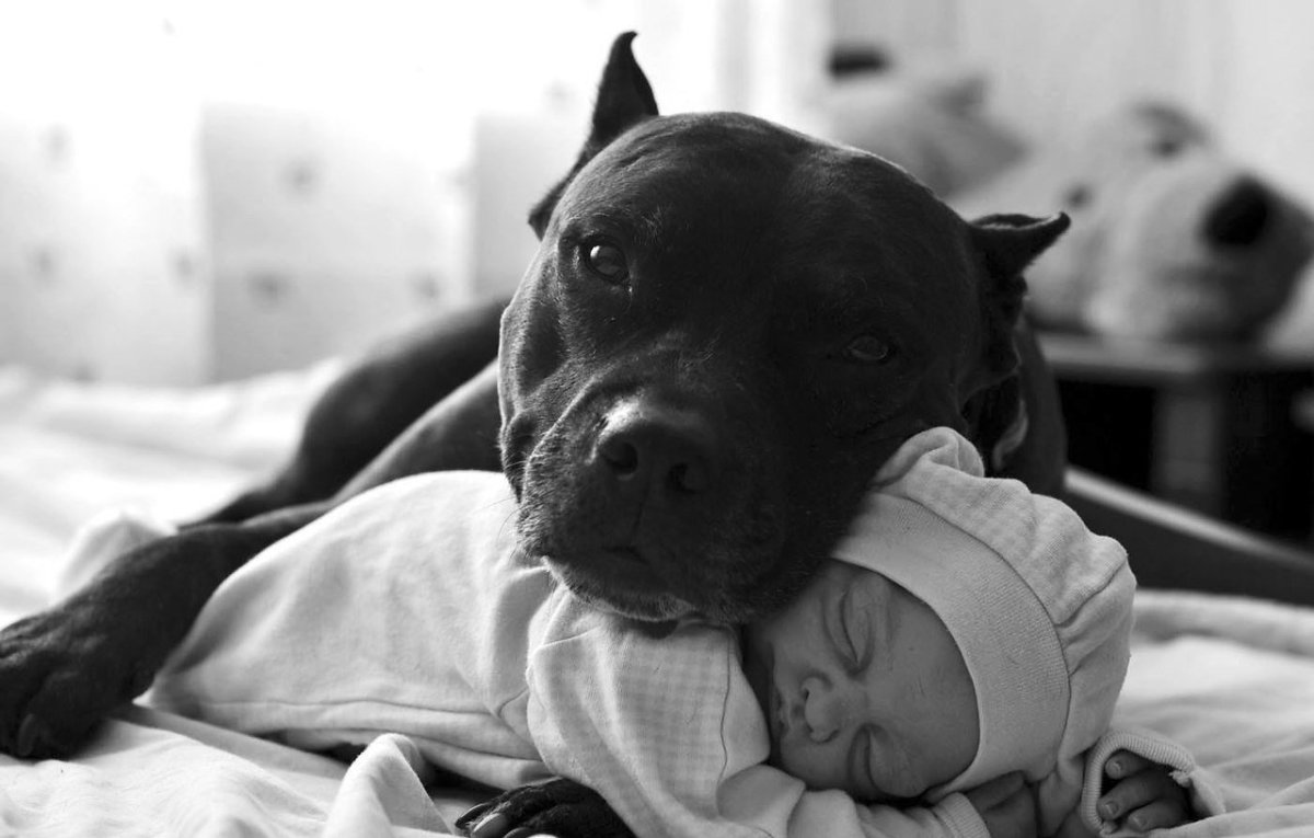 Стаффордширский терьер нянька