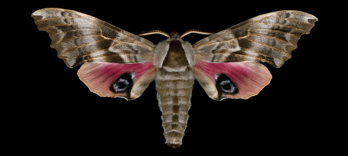 Ночная бабочка мотыль