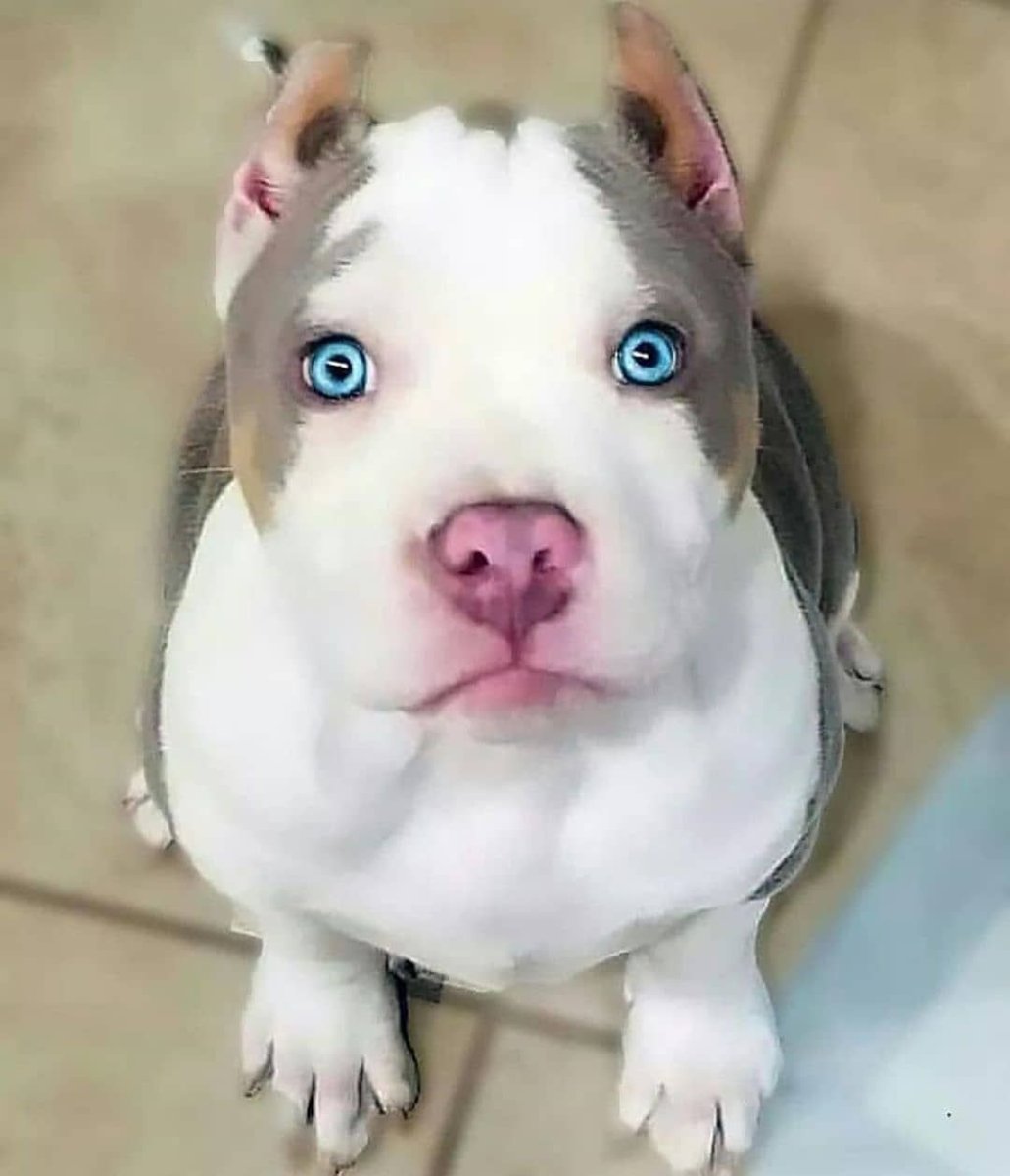 Стаффордширский бультерьер серый