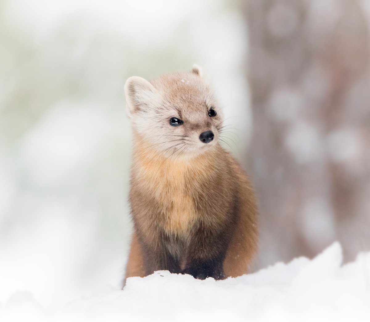 Светлая куница