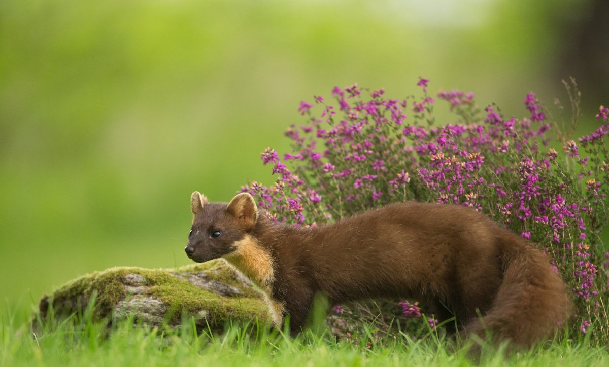 Печоро Илычский заповедник куница