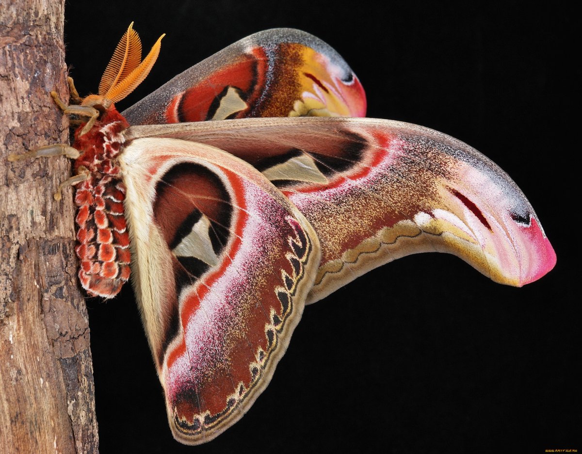 Павлиноглазка атлас Attacus Atlas