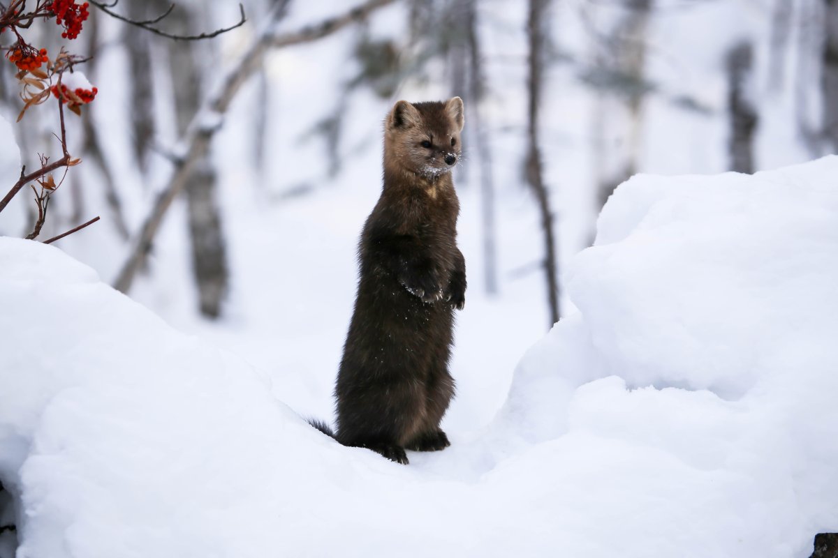 Соболь Байкальский Соболь