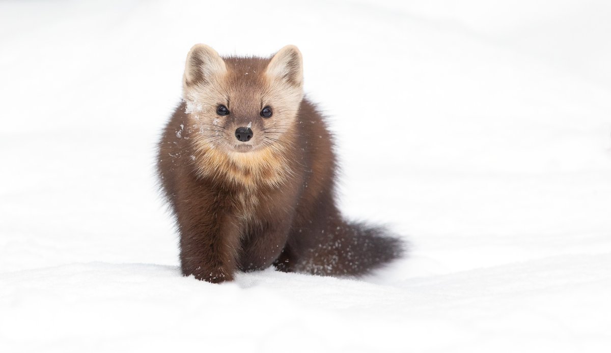 Соболь бежит