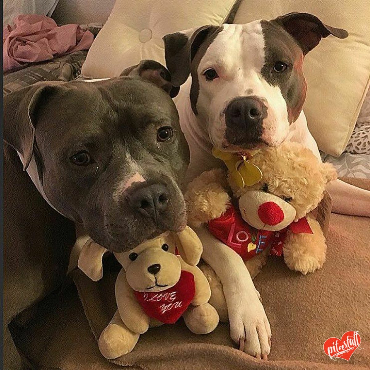 Милые питбули