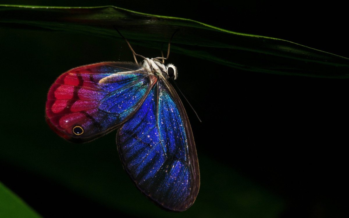 Чешуекрылые ночные бабочки