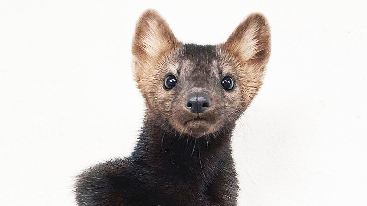 Норка ласка и горностай