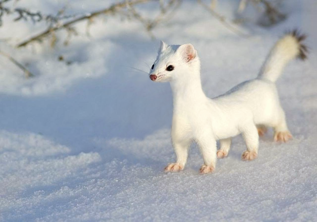 Соболята с ,улёты