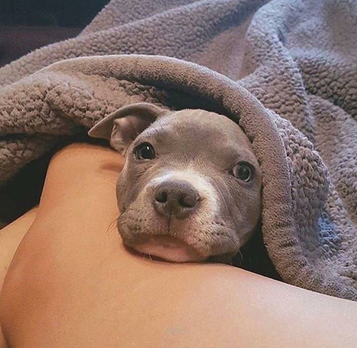 Милые питбули