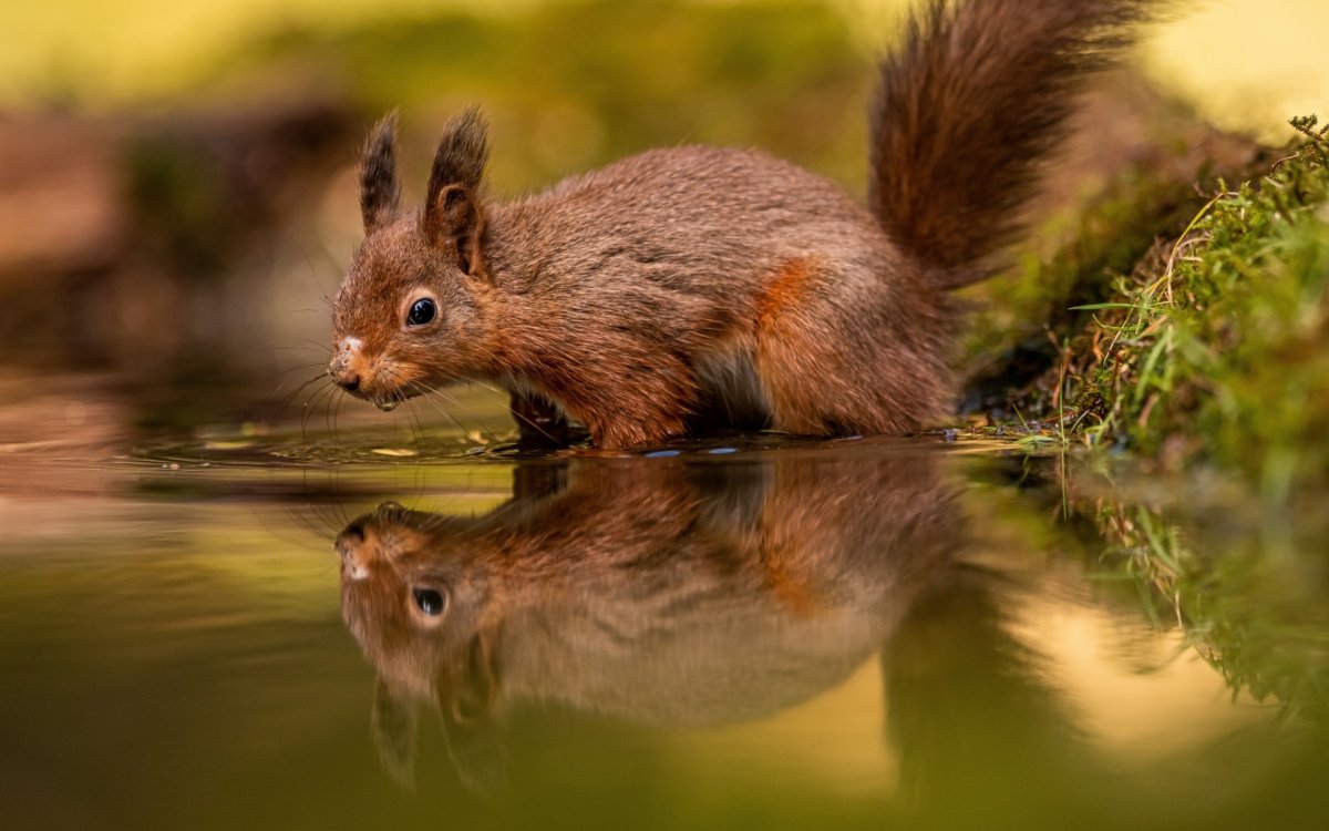 Лесная куница martes martes