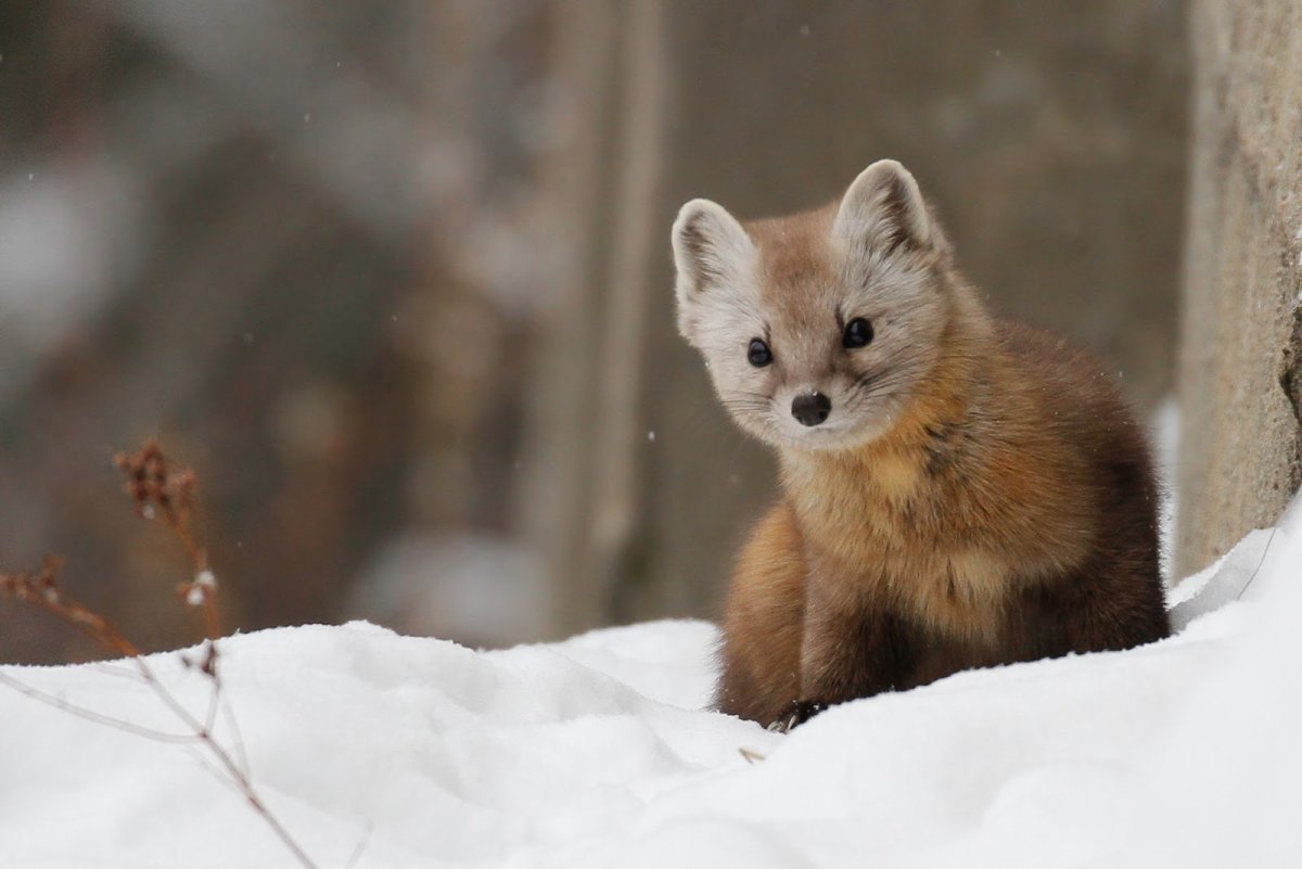 Американская куница (martes Americana)