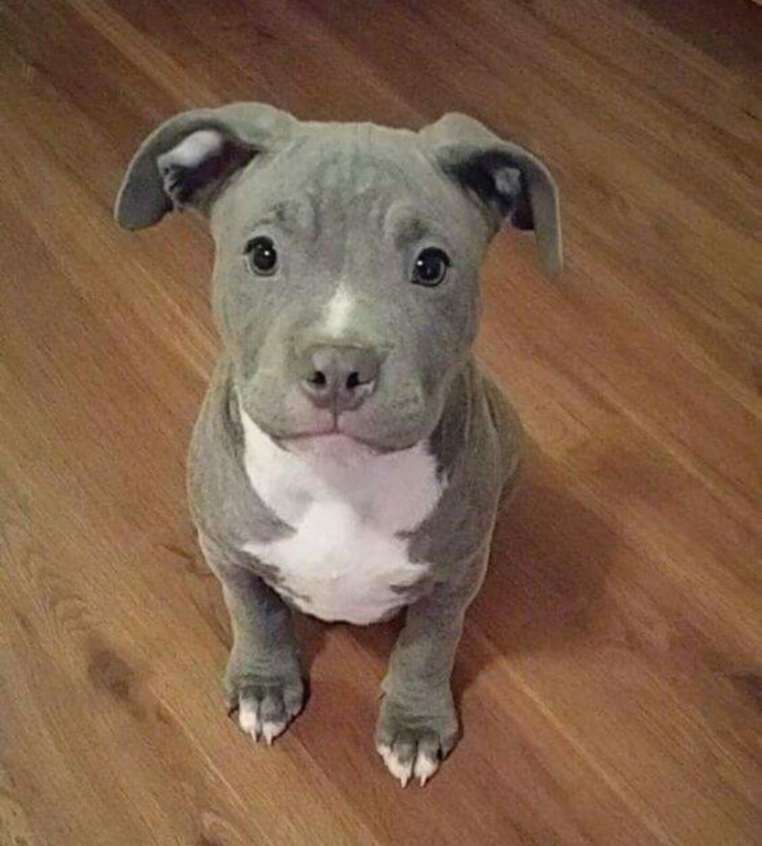 Американский питбуль щенки милые