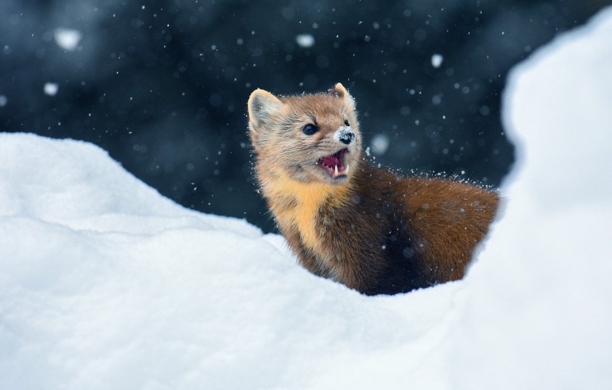 Лесная куница зимой