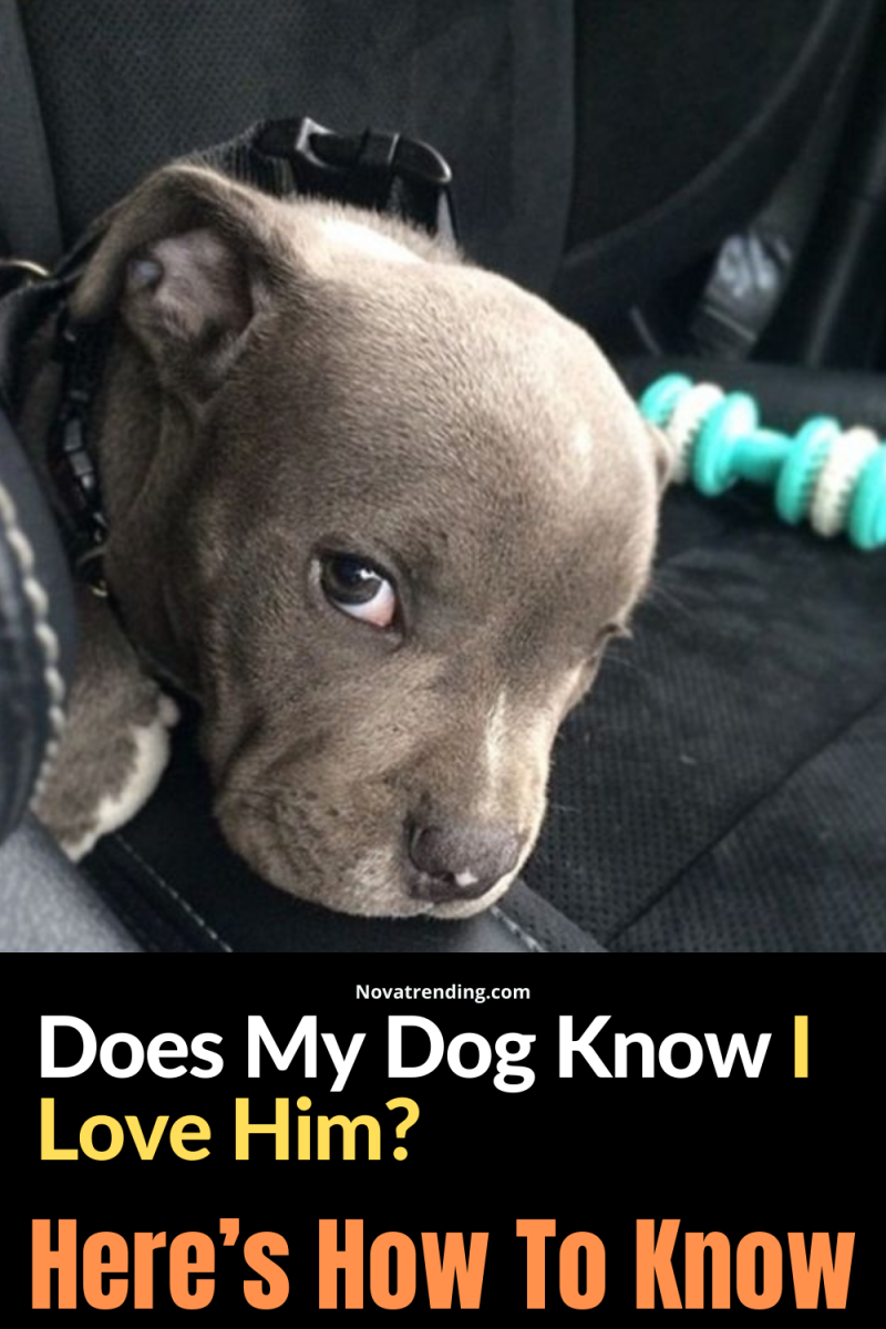 Питбуль подмигивает