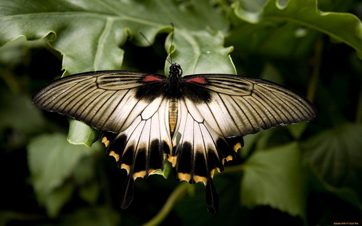 Тигровый Махаон бабочка