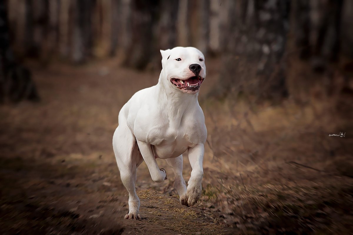 Аргентинский дог злой черный