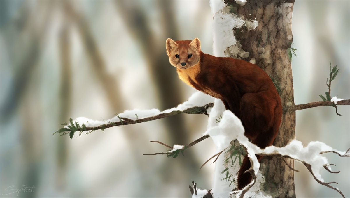 Ласка хищник