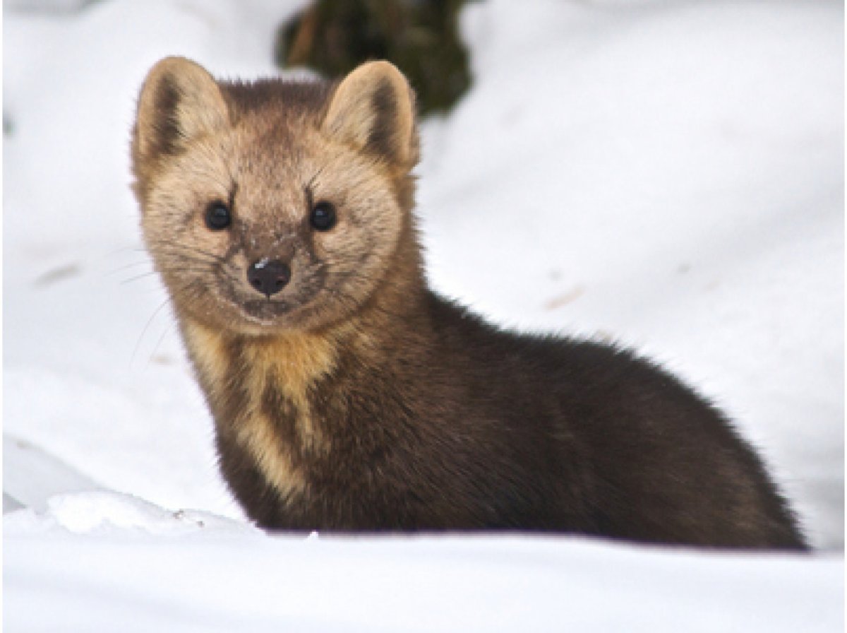 Каменная куница белодушка