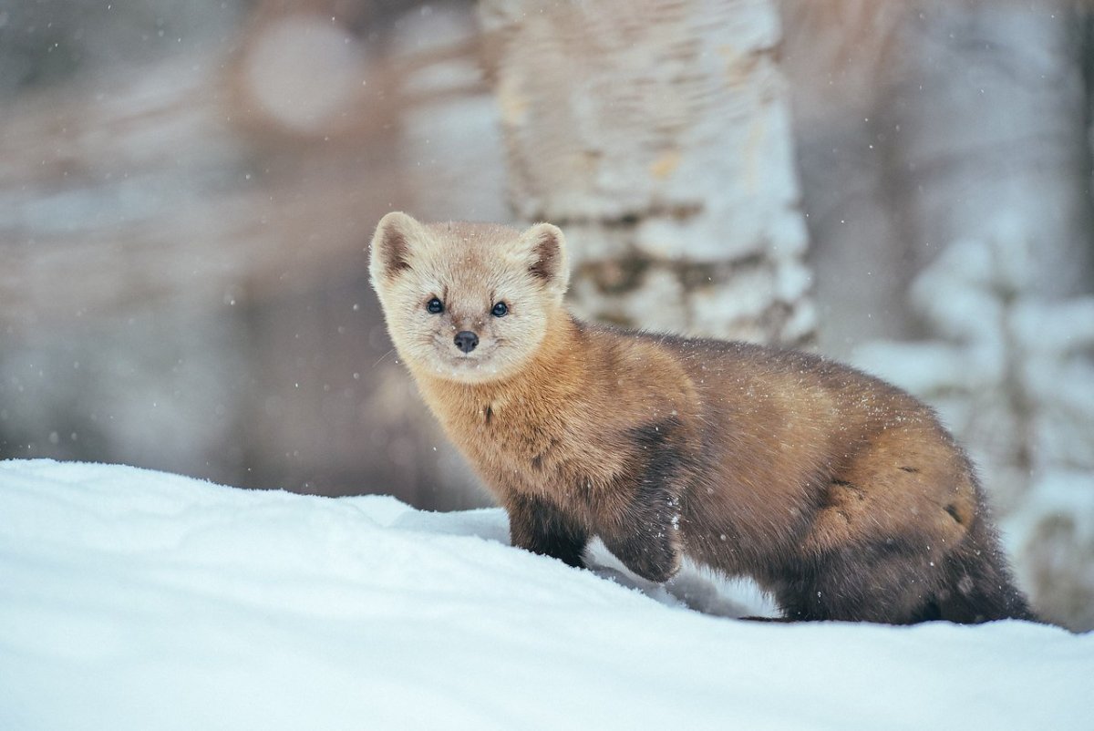 Американская куница