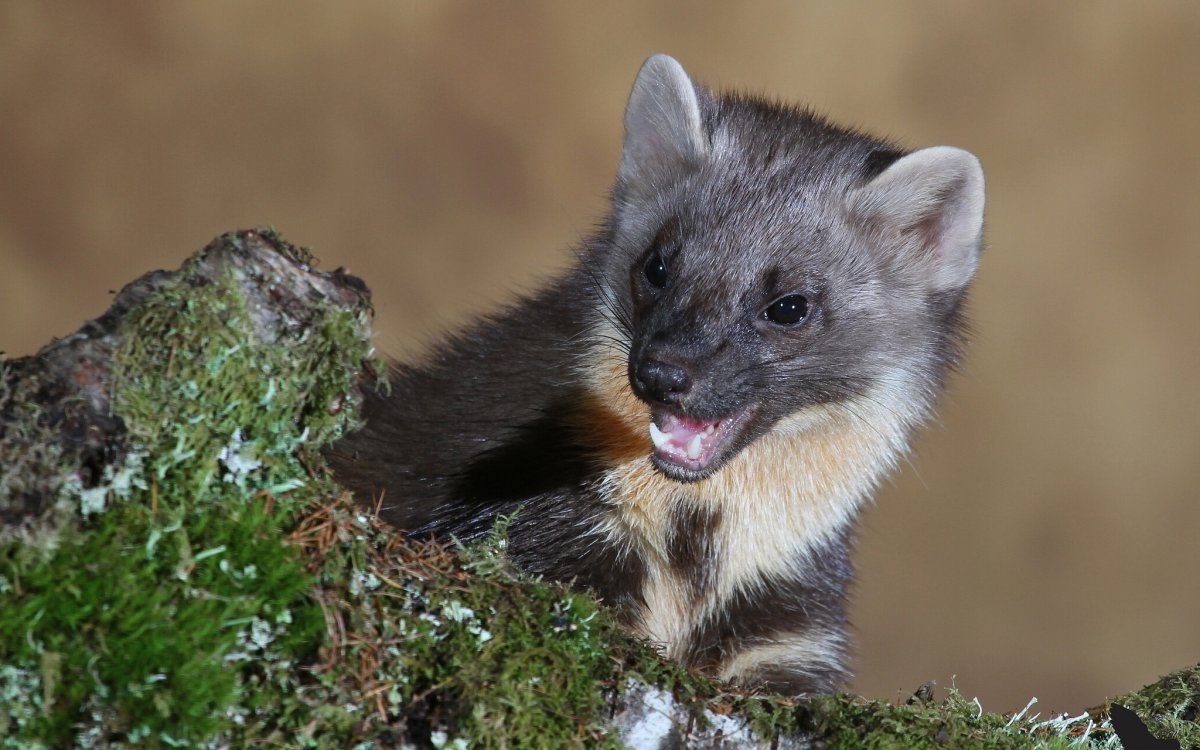 Ласка норка хорёк горностай