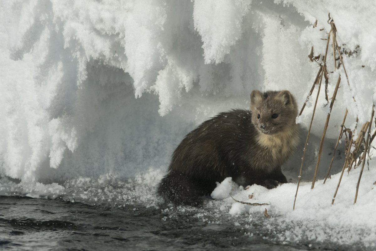 Медновский песец
