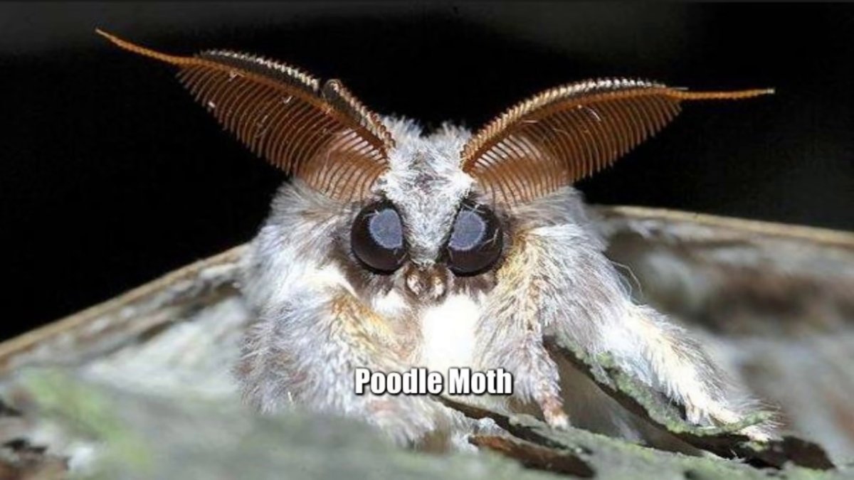 Cute Moth