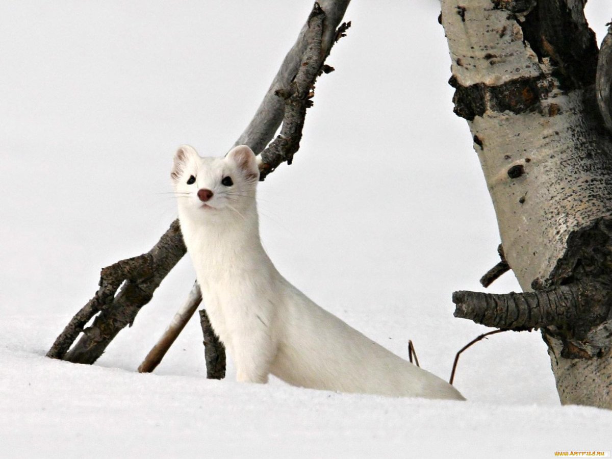 Баргузинский Соболь