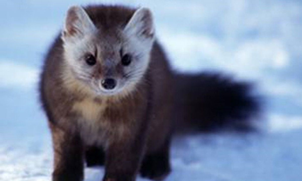 Катлан летний Соболь