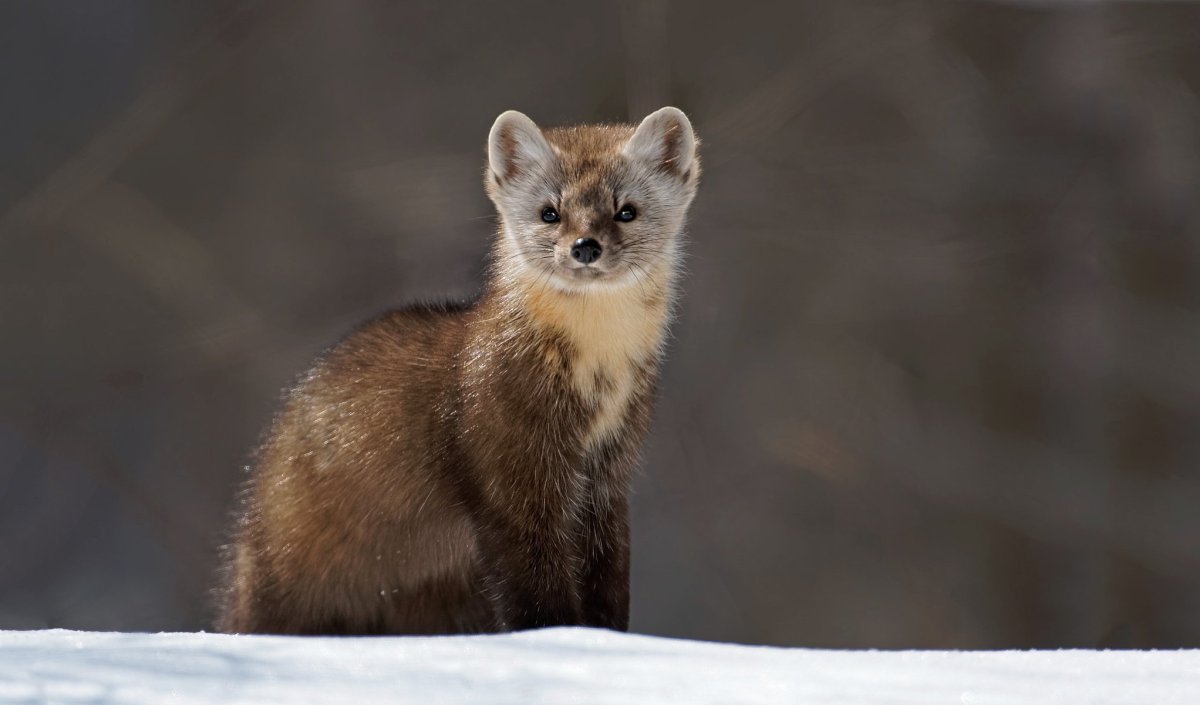 Камчатский Соболь Кроноцкий заповедник