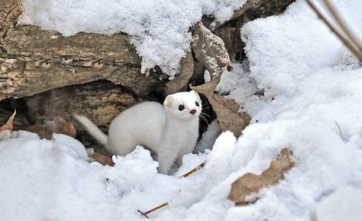 Соболь (зверек сем. Куньих)