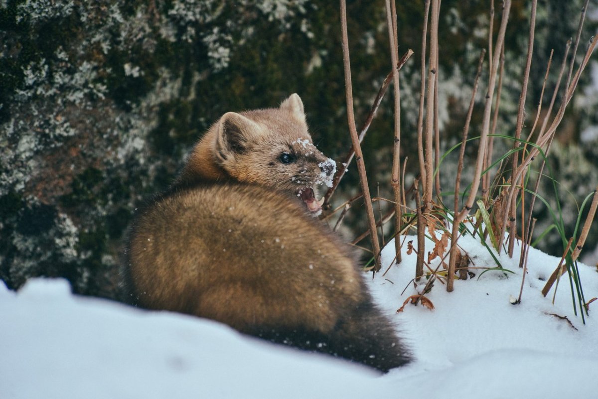Байкальский Соболь