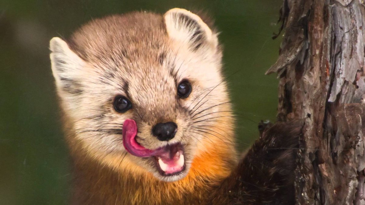 Лесная куница зубы