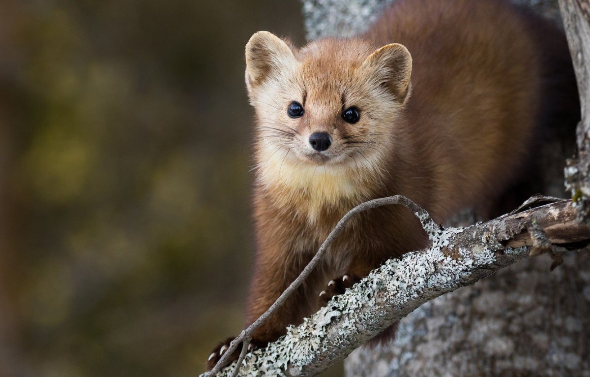 Рыжий Соболь