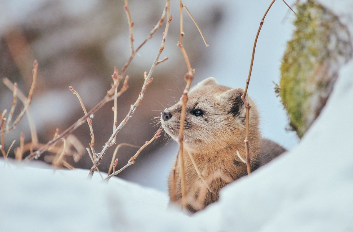 Царский Соболь фото
