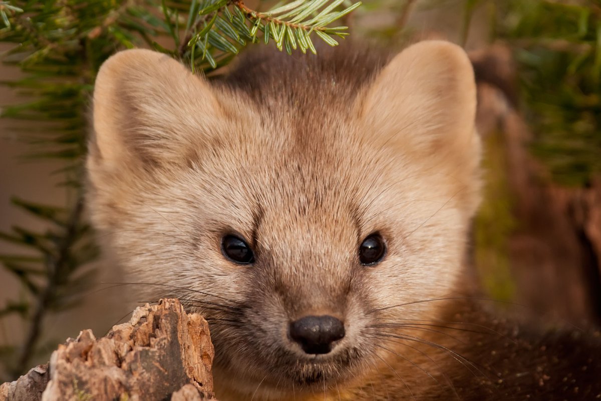 Соболь и выдра