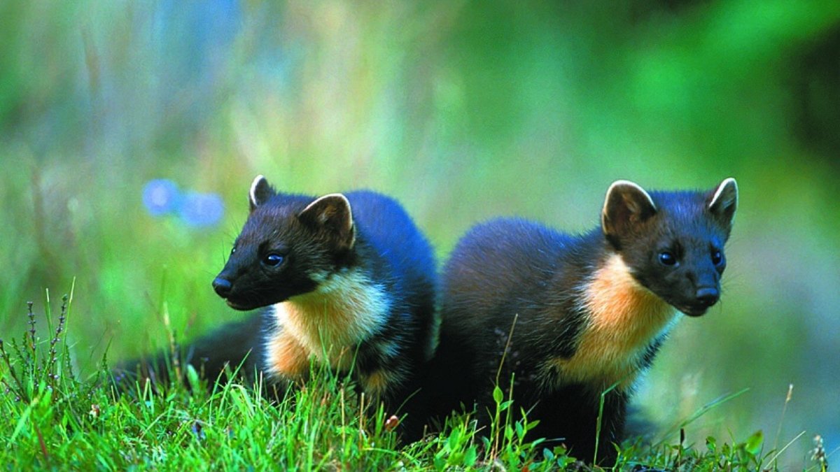 Куница млекопитающее