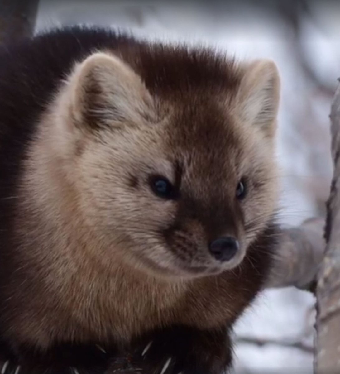 Соболята маленькие