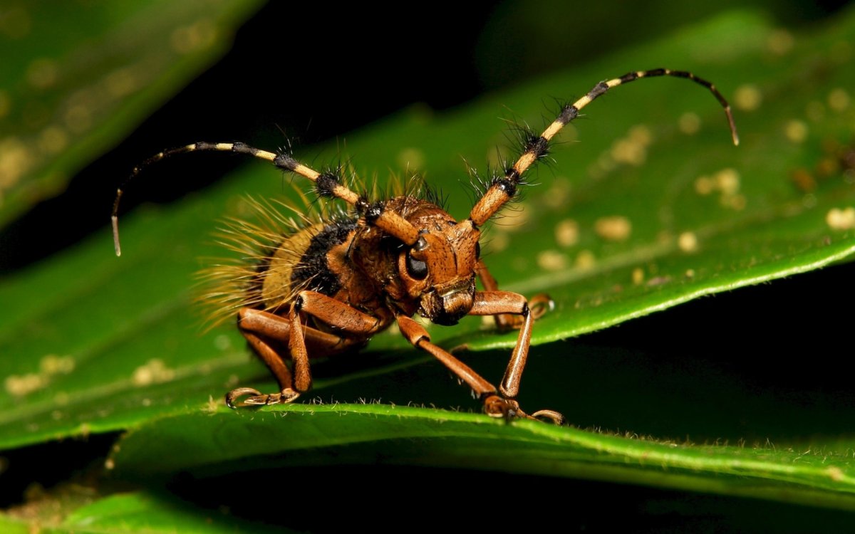 Козявочник Жук