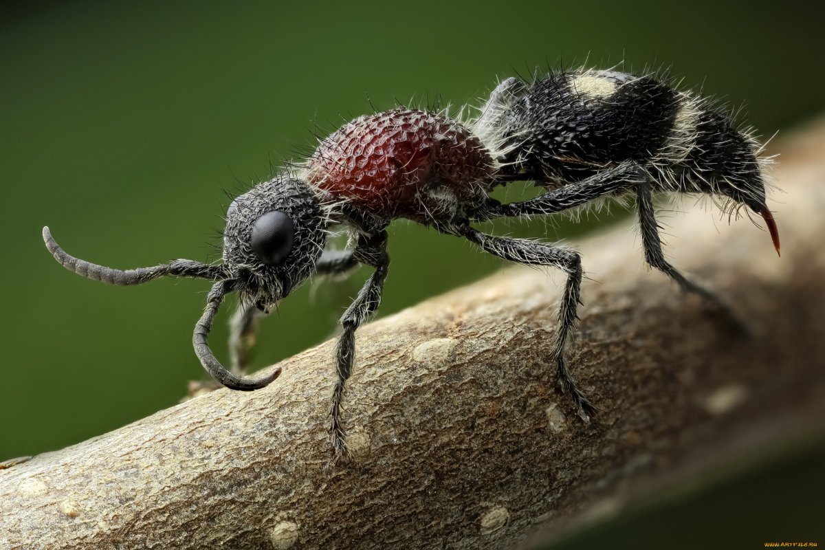 Euspinolia militaris