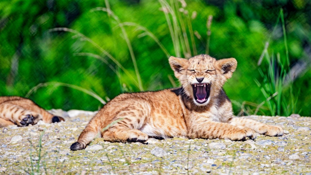 Обои животные