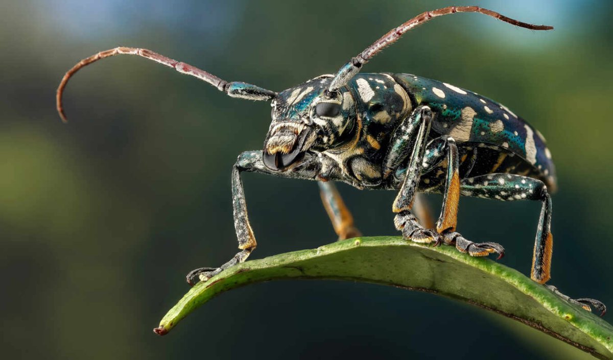 Рычащий Лев Черчилль