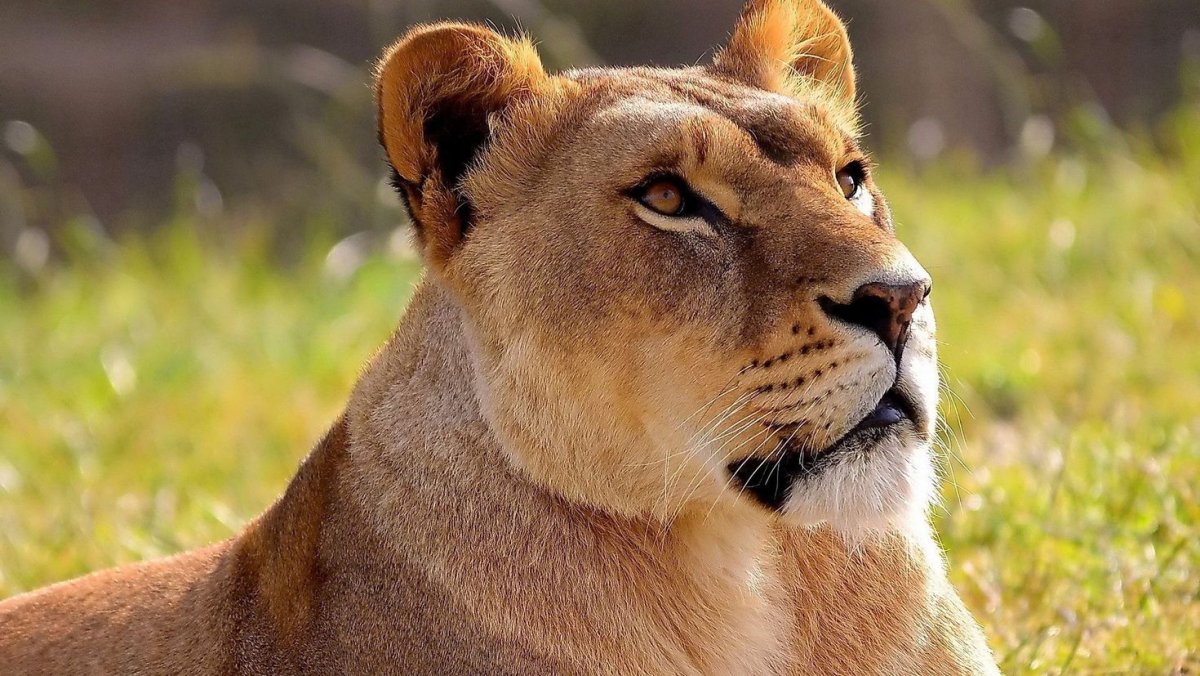 Морда львицы